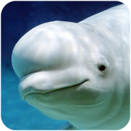 白鲸模拟器手机版